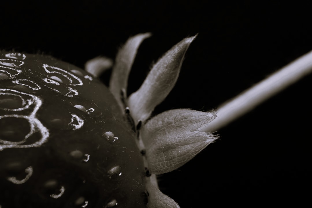 Taking in the Wild – A Journey of Co-Becoming